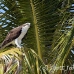 osprey_kl_h_0009_fla0042.jpg